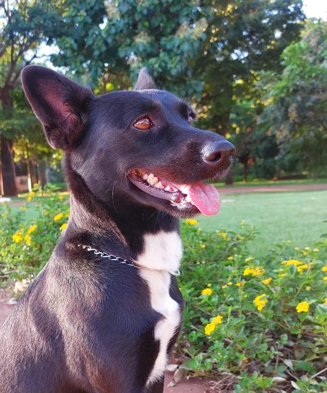 Fotografia de cachorro no Parque 